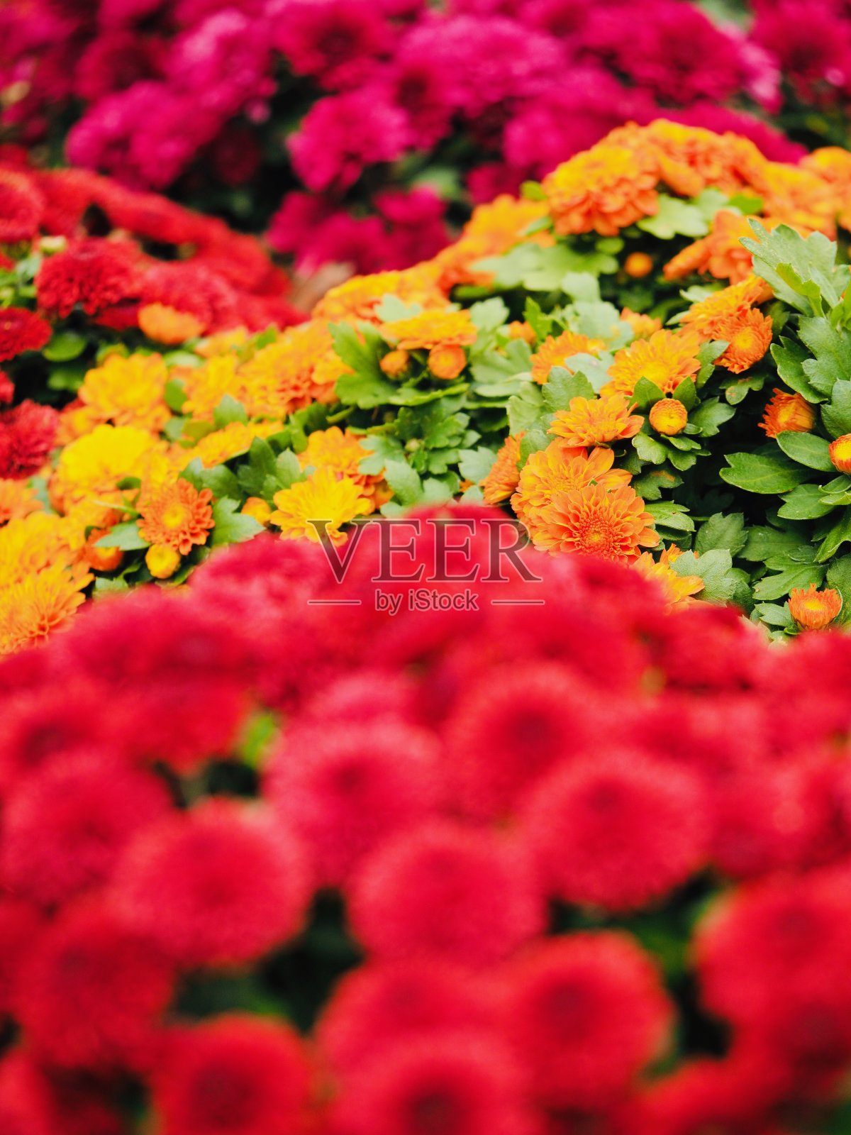 彩色菊花照片摄影图片