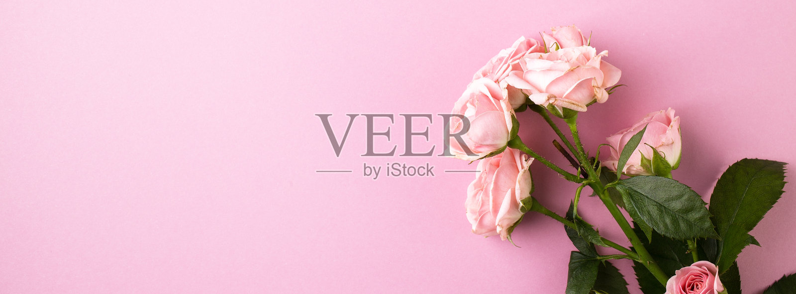 浅粉色的玫瑰在浅粉色的背景上。照片摄影图片