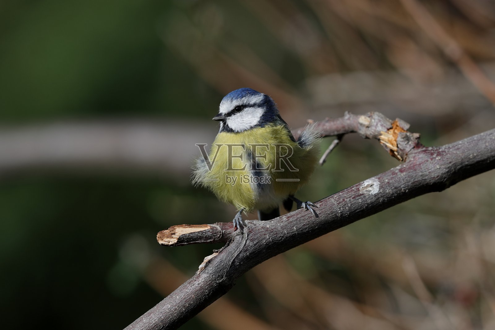 欧亚蓝山雀照片摄影图片