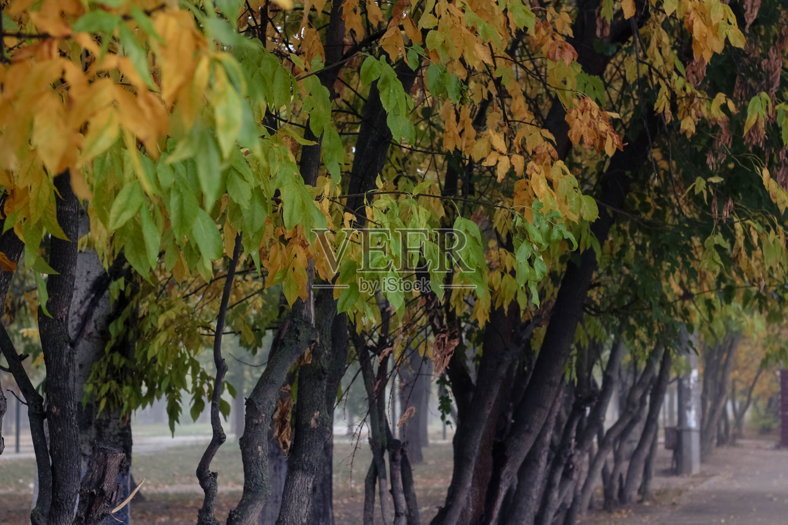 公园里有黄色的树照片摄影图片