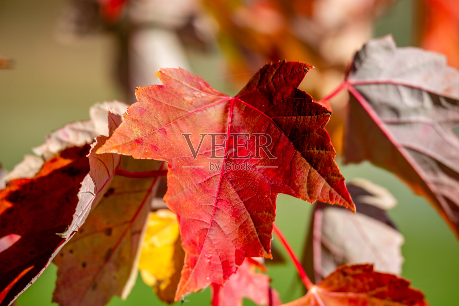 不同形状和颜色的落叶照片摄影图片