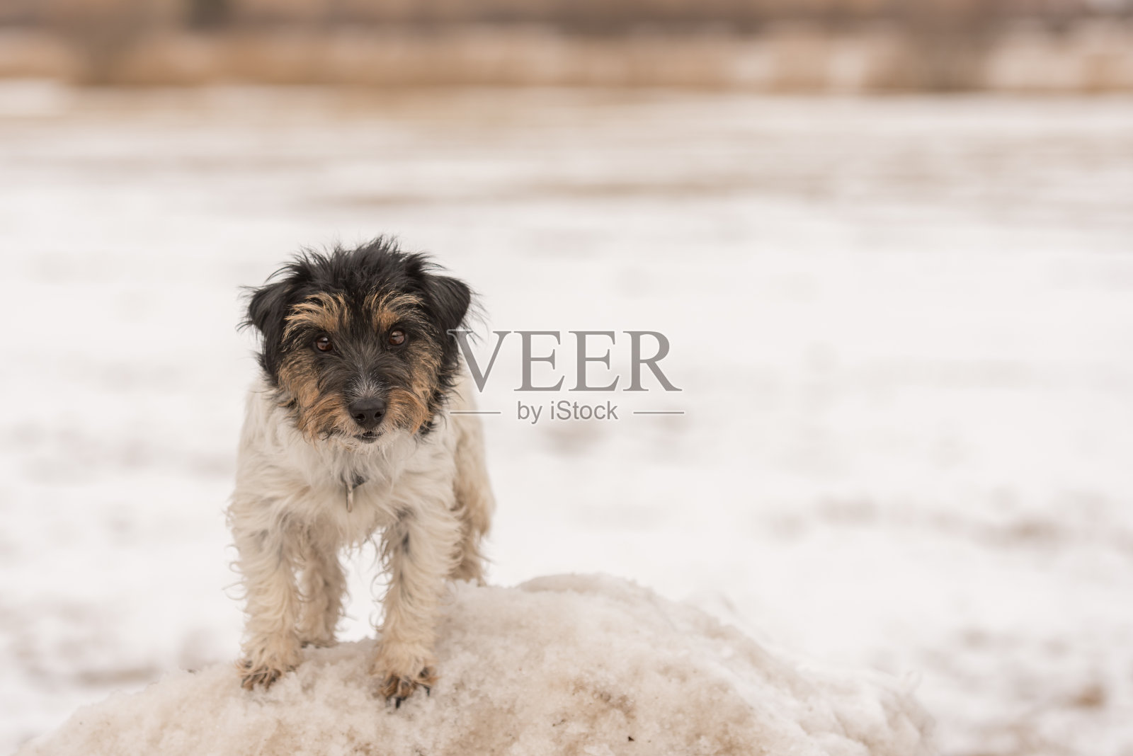 可爱的小杰克罗素犬站在雪山上，看着镜头在冬天。照片摄影图片