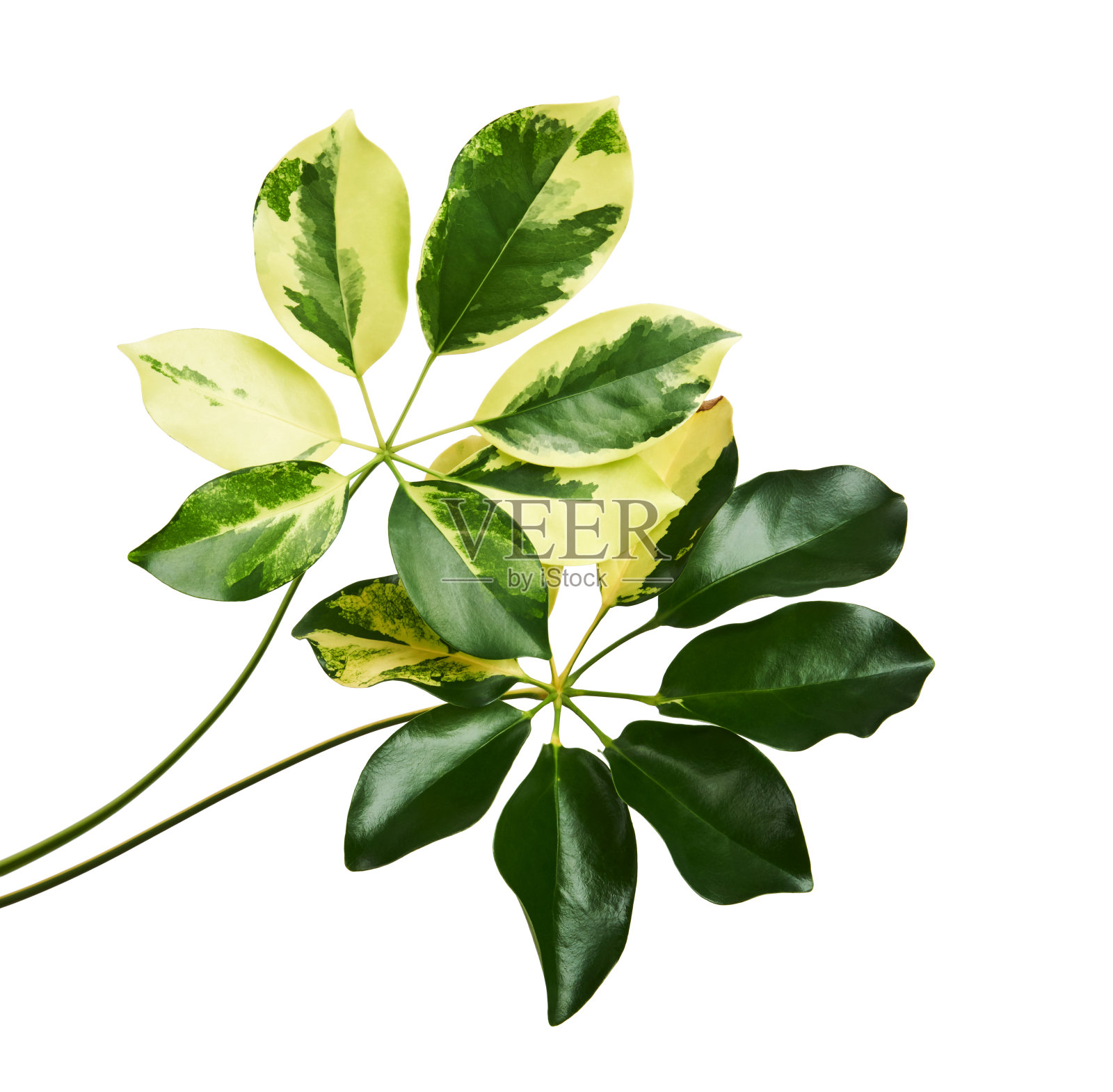 谢夫莱拉杂色叶子“金色卡佩拉”，异国情调的热带叶子，孤立在白色背景与修剪路径照片摄影图片