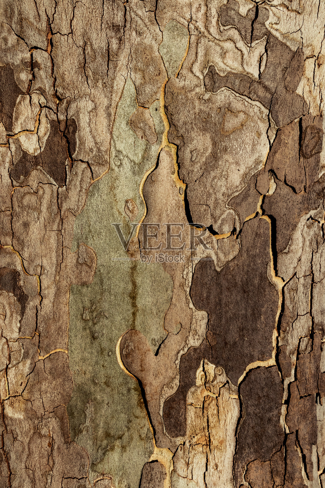 树皮的特写。照片摄影图片