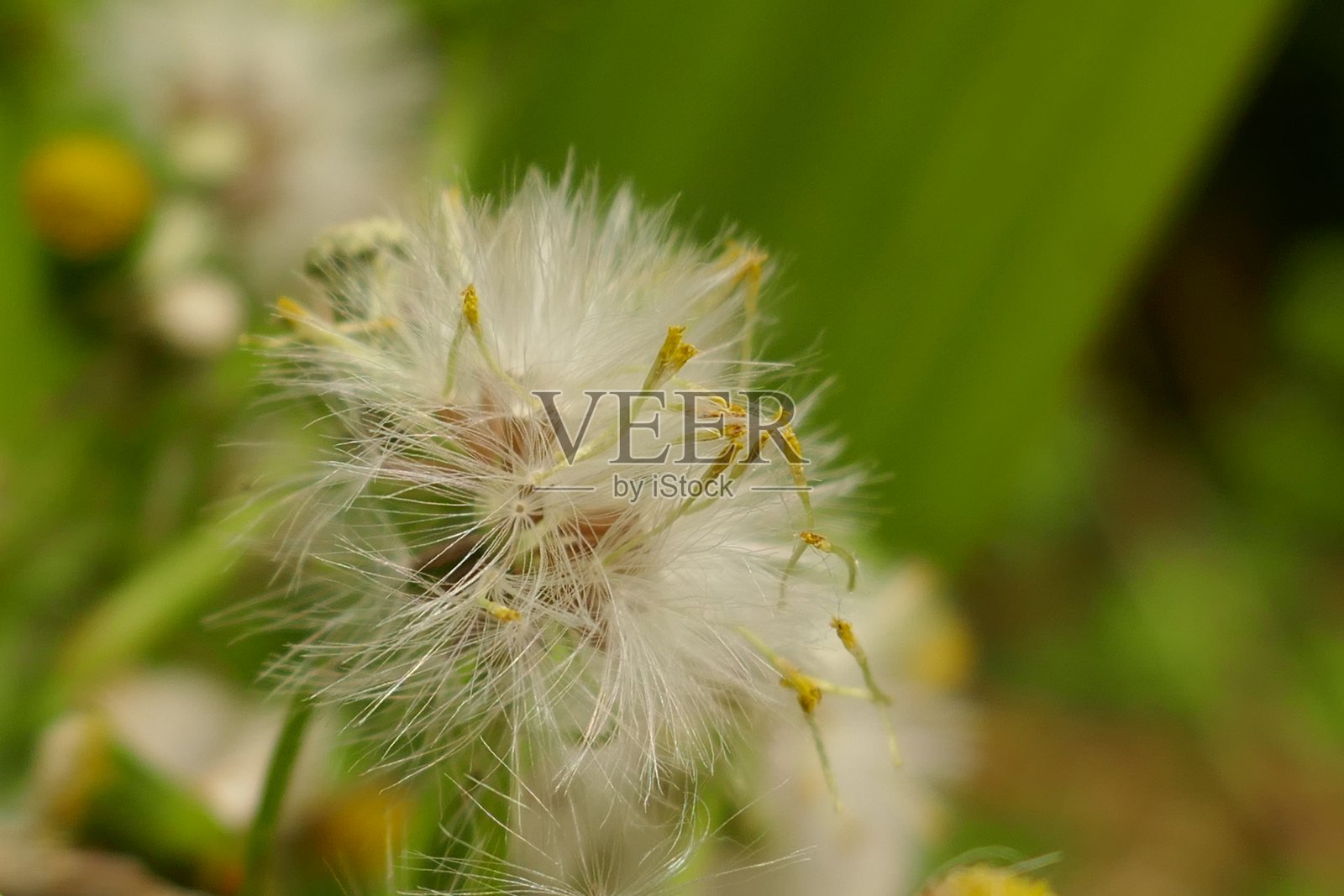 野花照片摄影图片