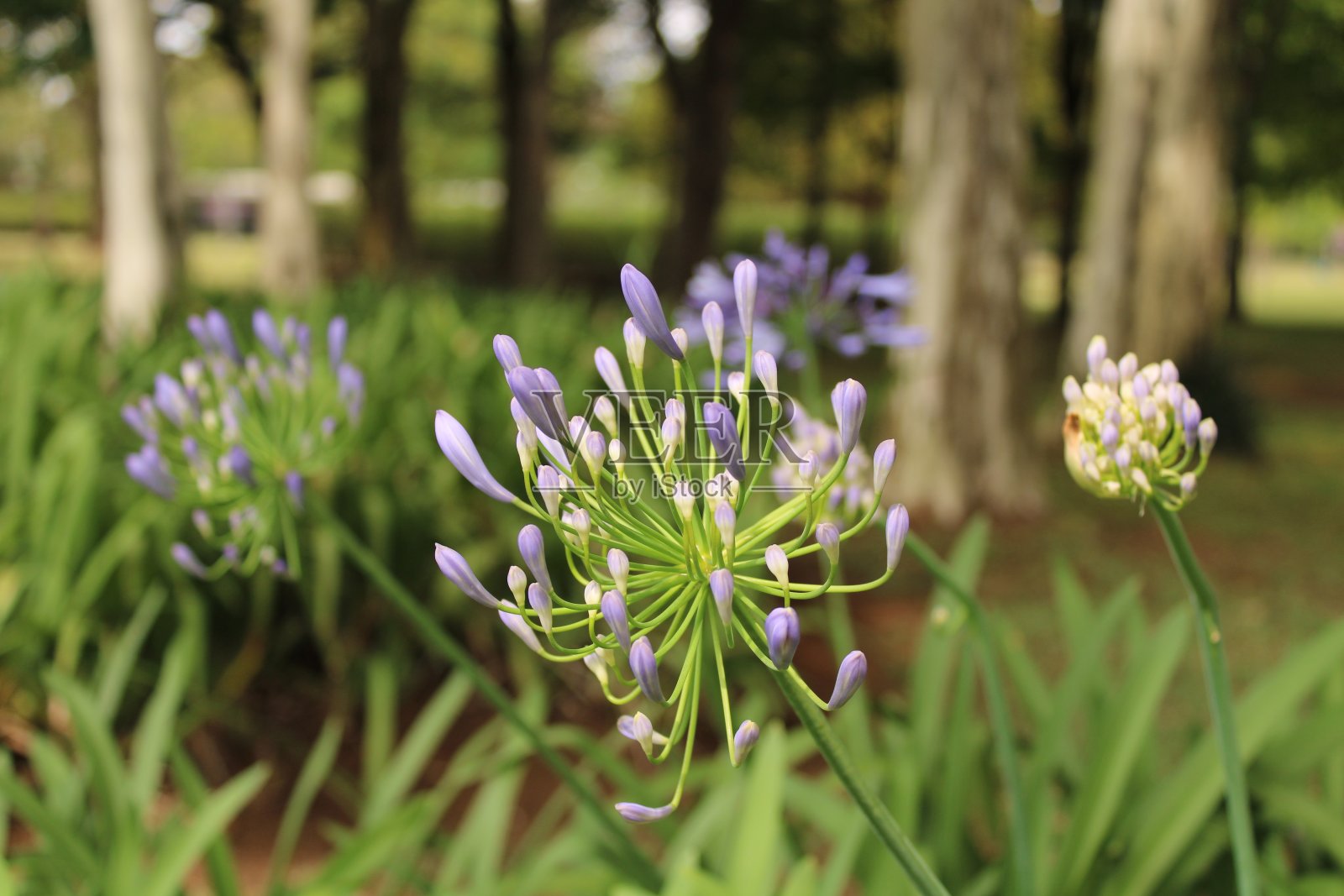 背景有紫色的花植物照片摄影图片