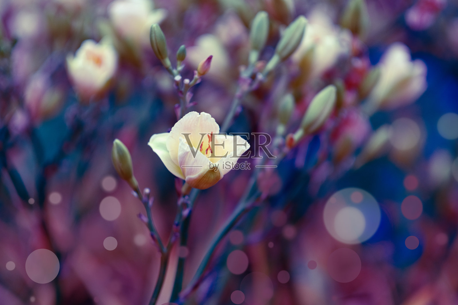 秋草抽象自然背景。照片摄影图片