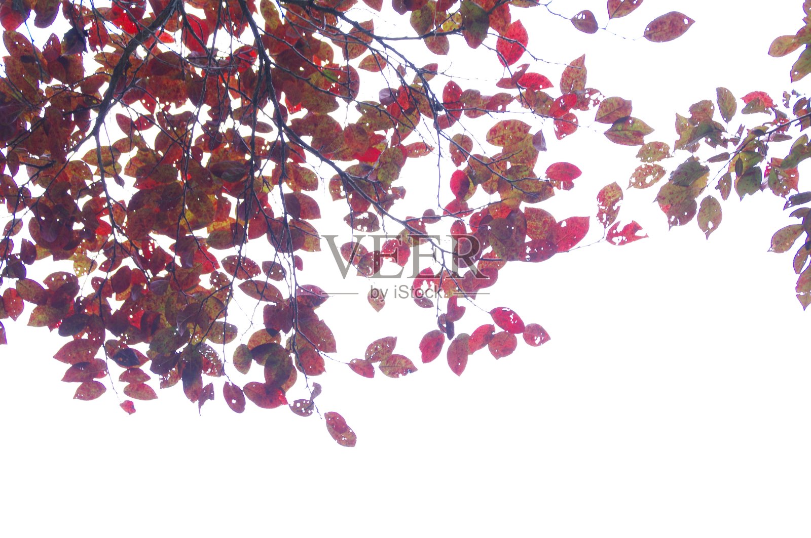 秋天就要来了。照片摄影图片