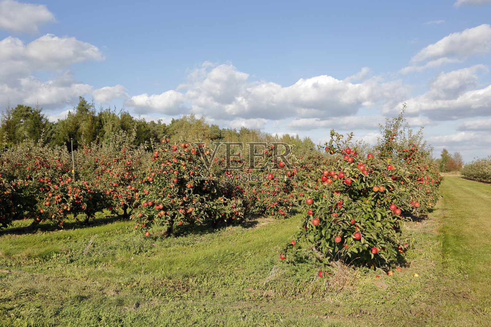 这是在苹果园里看到的树照片摄影图片
