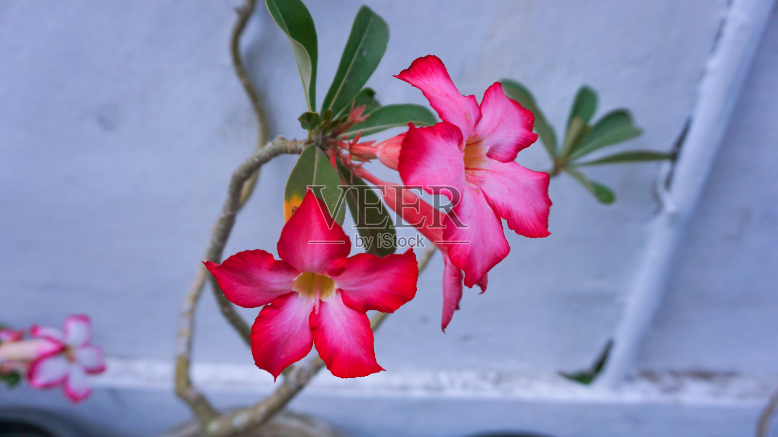 腺花粉红色和白色照片摄影图片