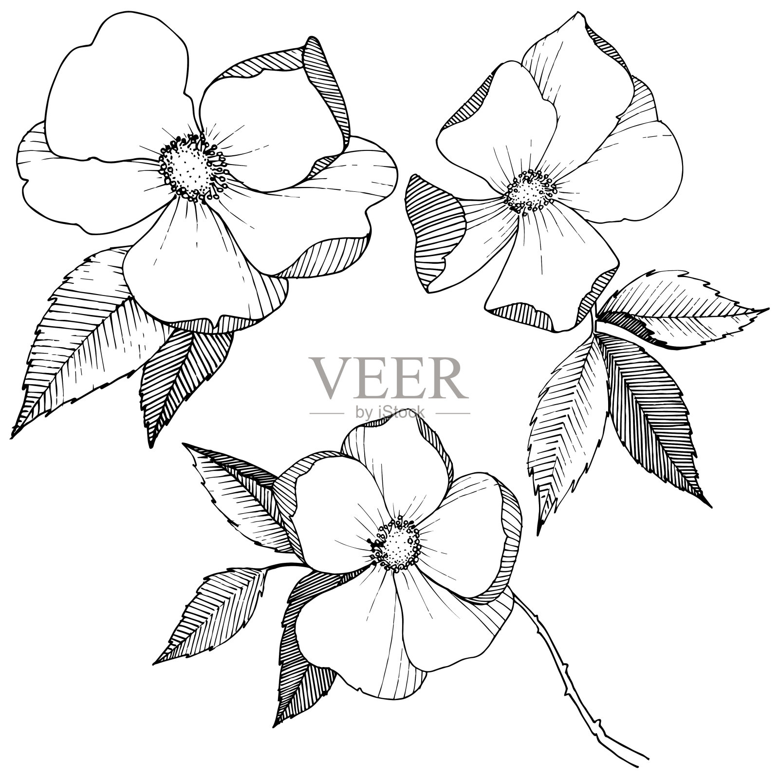 野玫瑰在一个载体风格孤立。插画图片素材