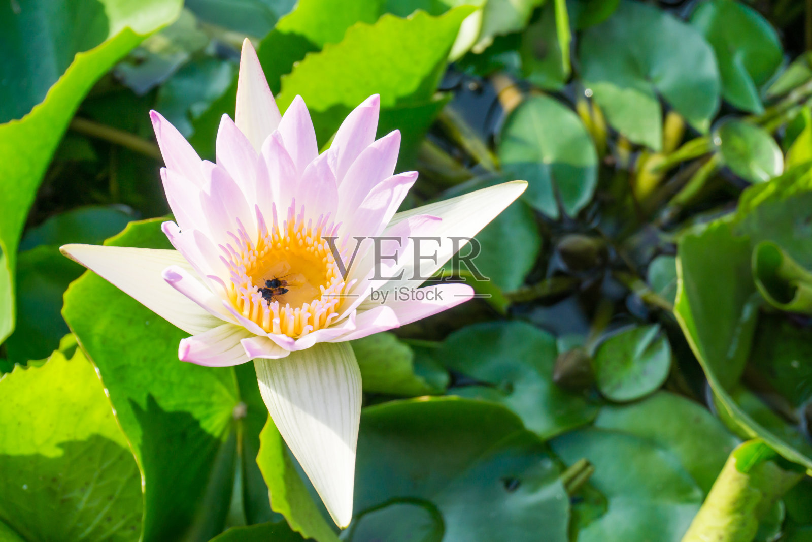 粉红色的荷花水花在池塘里照片摄影图片