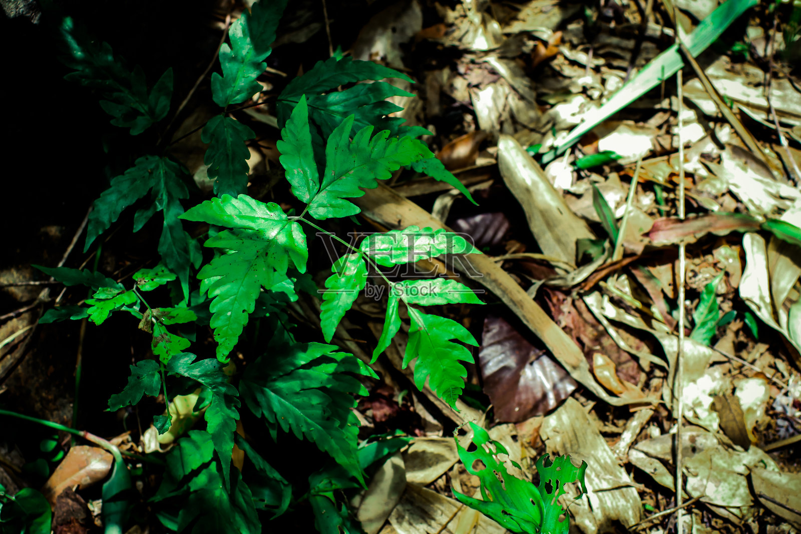 绿叶纹理背景，热带树叶叶子形状像细小的穗状花序，叶子在热带森林中，绿色概念。照片摄影图片