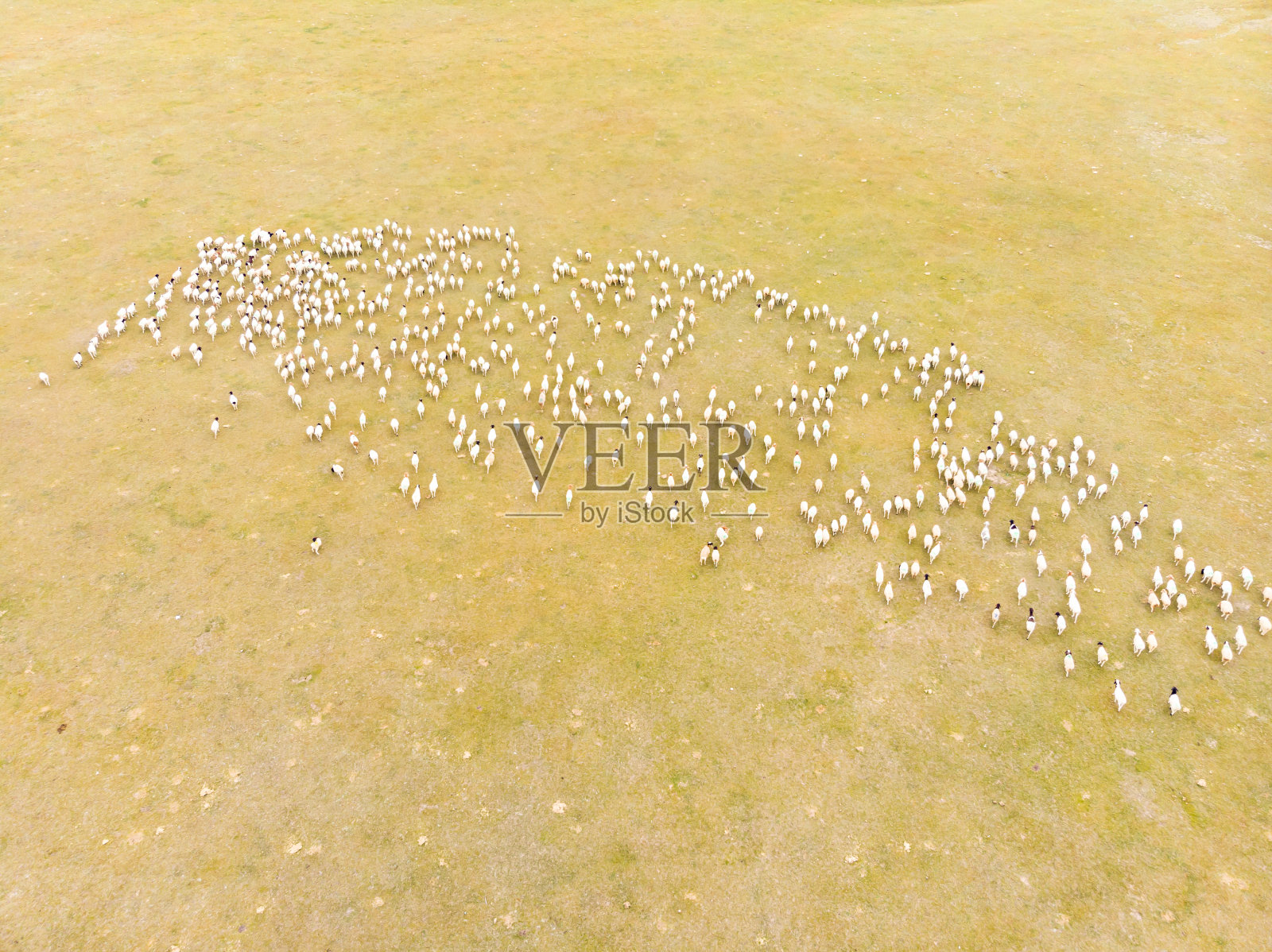 新疆羊群鸟瞰图照片摄影图片