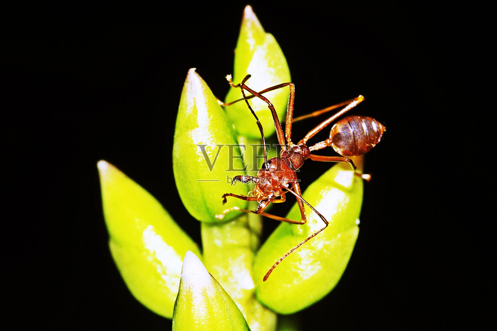 蚂蚁攀缘植物。照片摄影图片