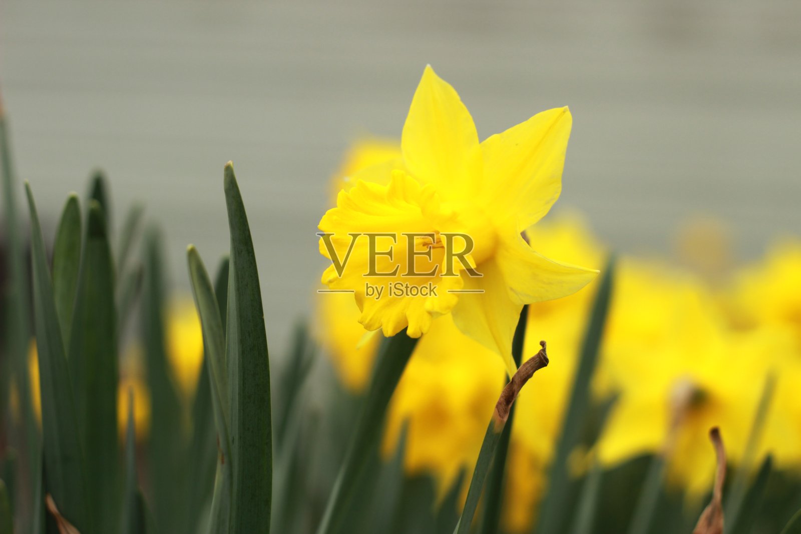 花园里满是新鲜盛开的亮黄色水仙花，春天的花在澳大利亚的家花园床上照片摄影图片