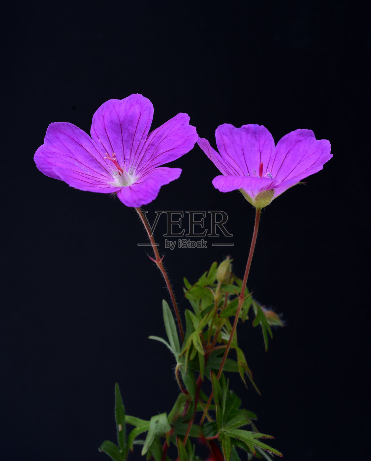 血天竺葵、天竺葵、血葵照片摄影图片