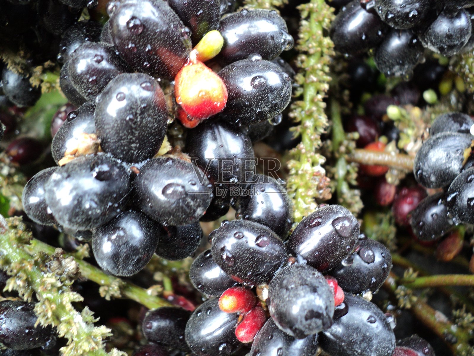 Duwet或Jamblang是一种含有大量抗氧化剂的水果，是印度尼西亚本土的水果照片摄影图片