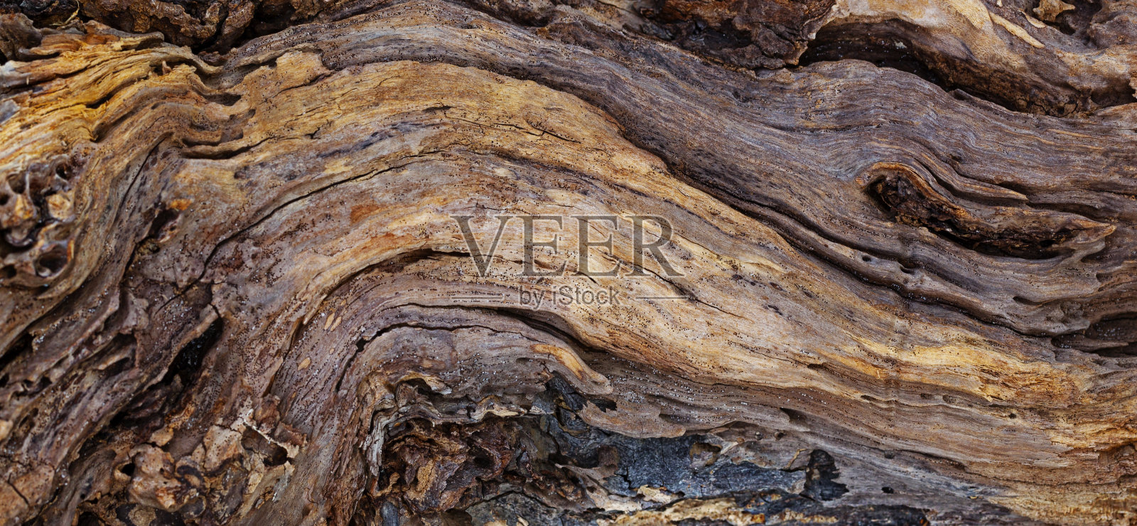 被海浪冲上岸的老树干的纹理照片摄影图片