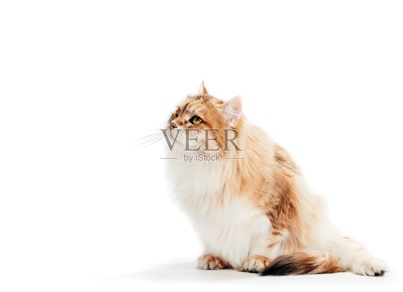 白色背景下的西伯利亚猫。照片摄影图片