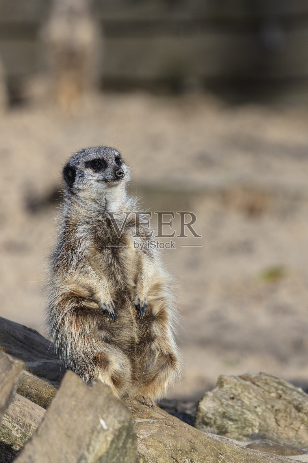 猫鼬(Suricata suricatta)照片摄影图片