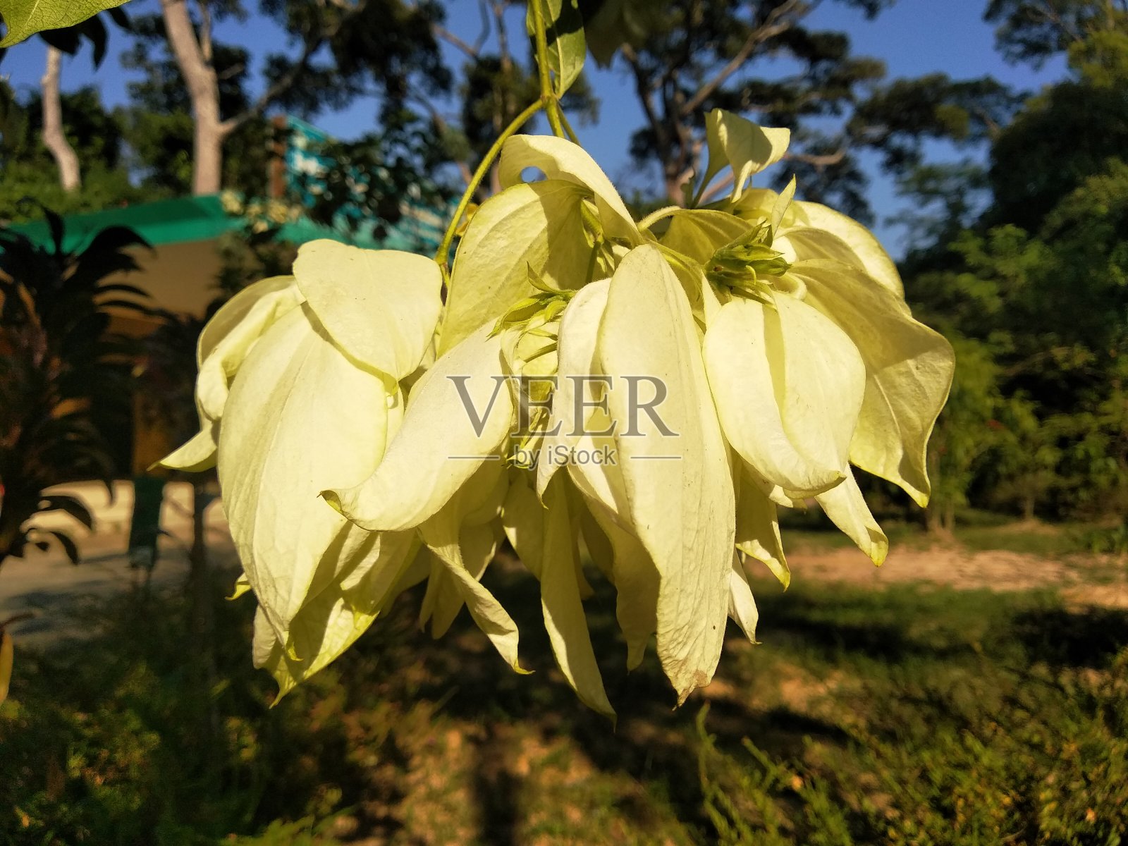 非常漂亮的花。照片摄影图片