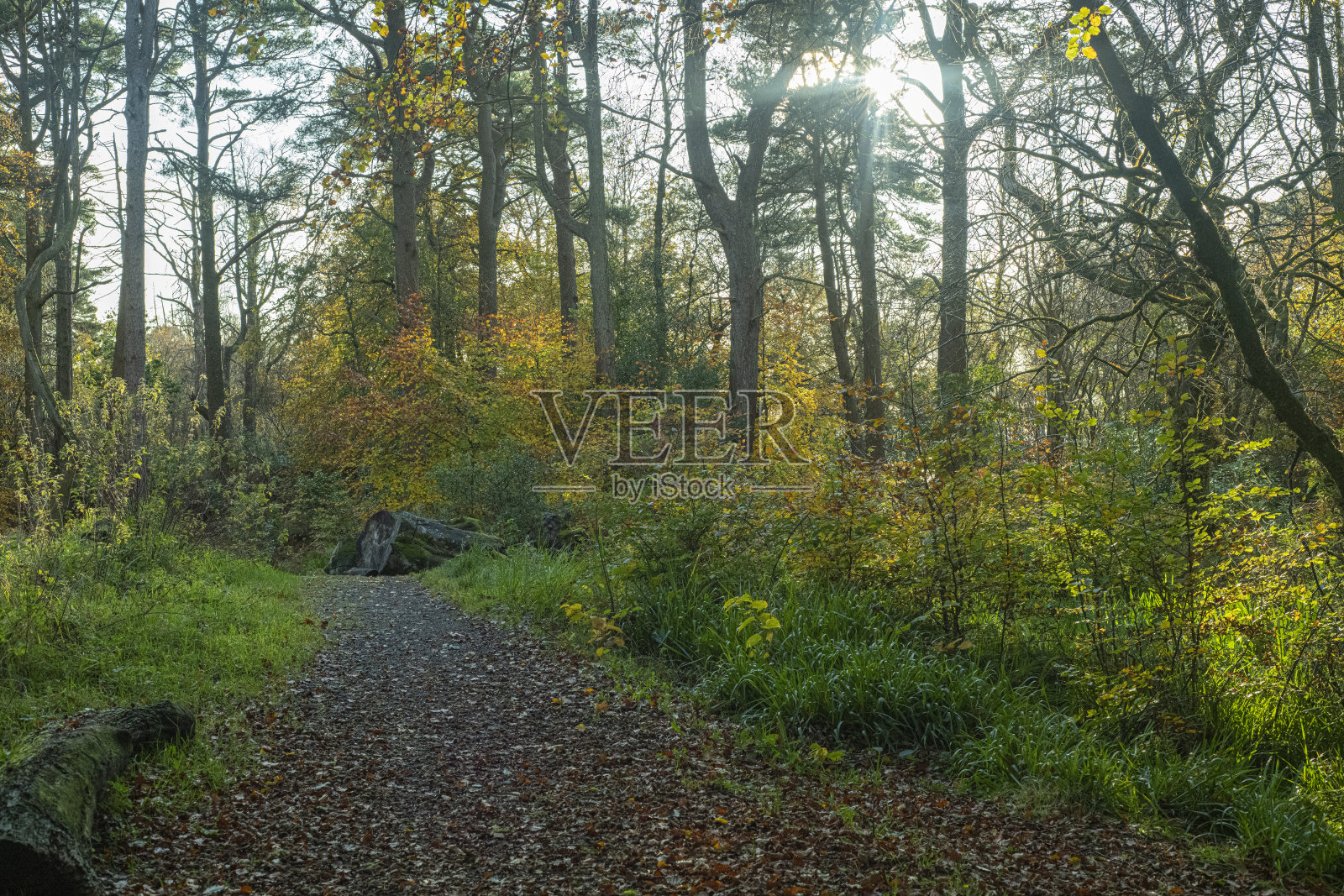 wemyss湾森林照片摄影图片