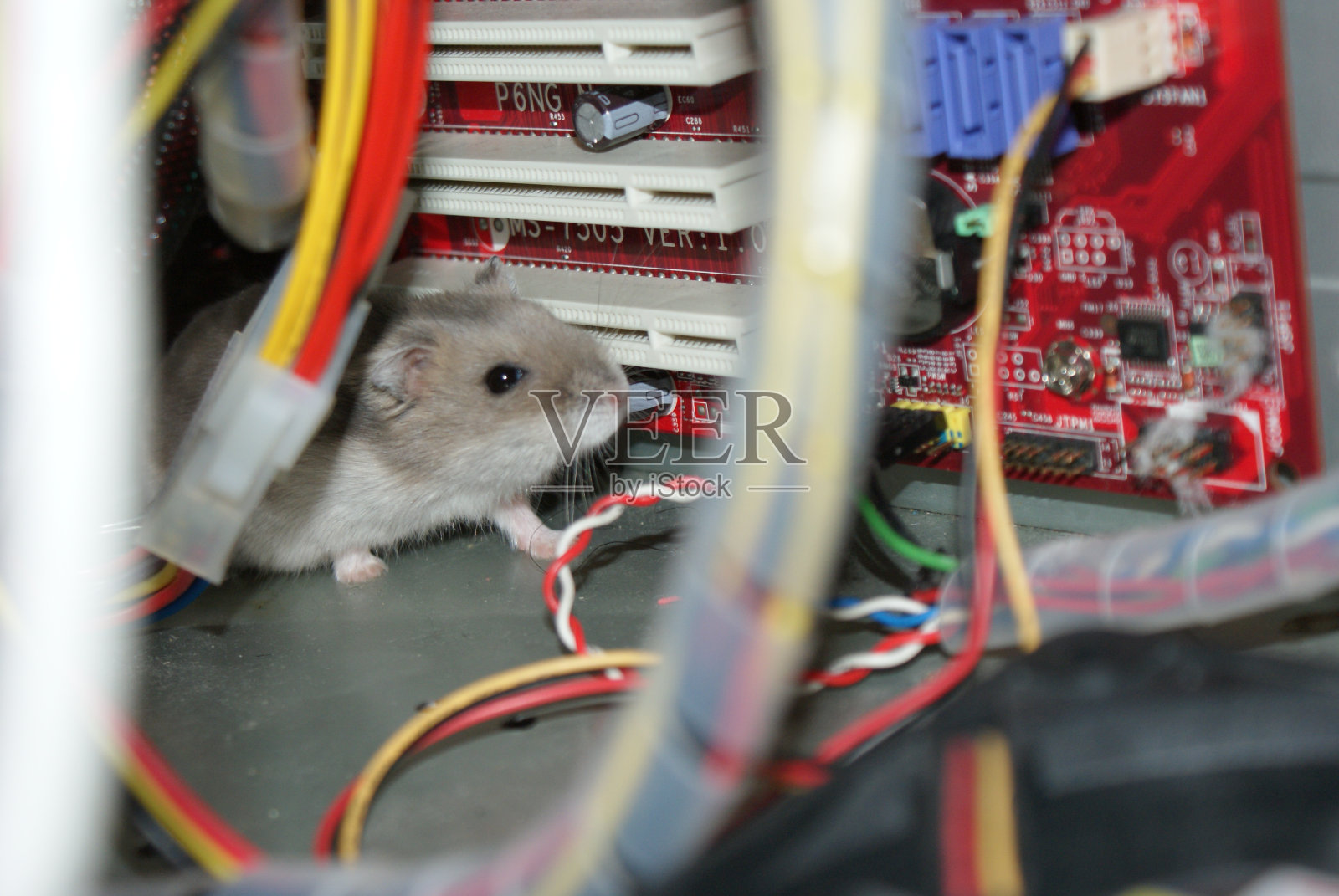 可爱的djun保加利亚仓鼠图像(流形蓝宝石)照片摄影图片