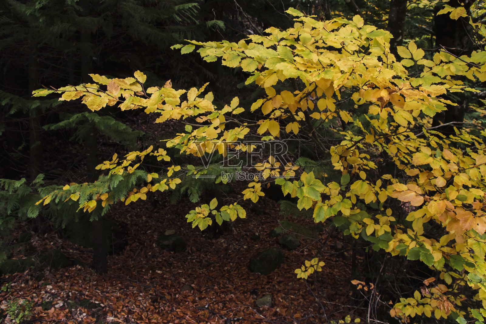山毛榉秋叶的细节照片摄影图片