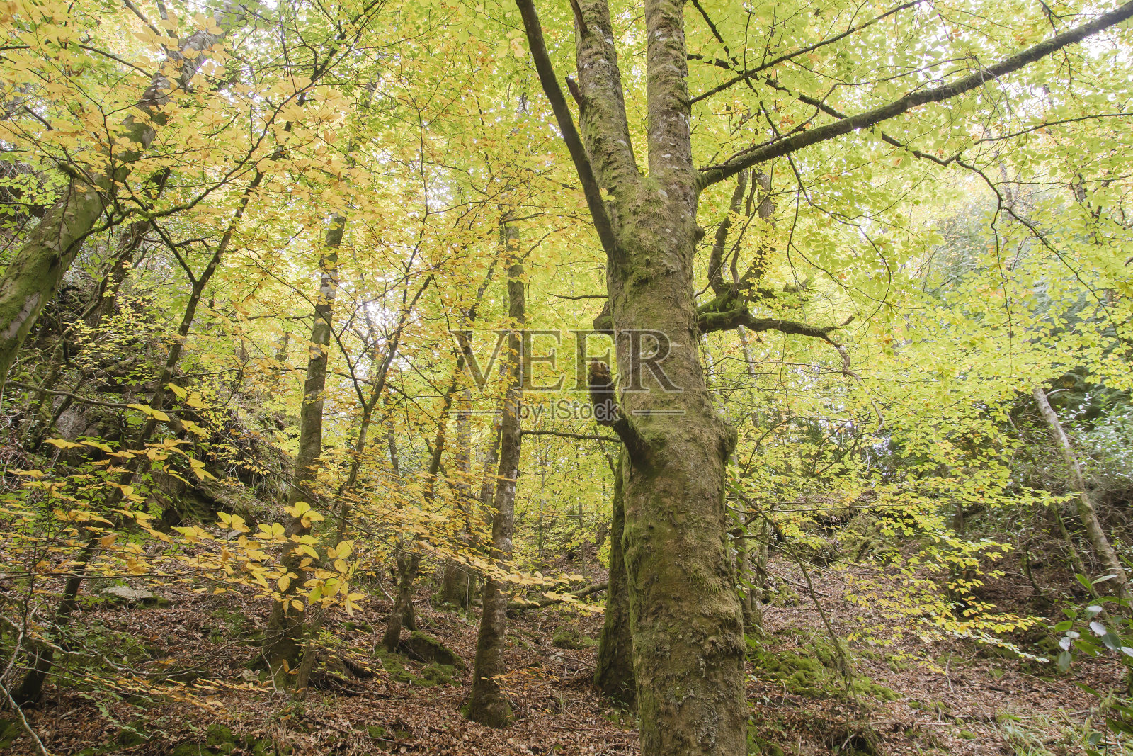 秋季景观在落叶林地照片摄影图片