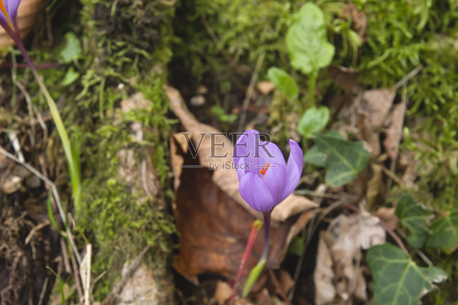 秋野番红花紫花照片摄影图片