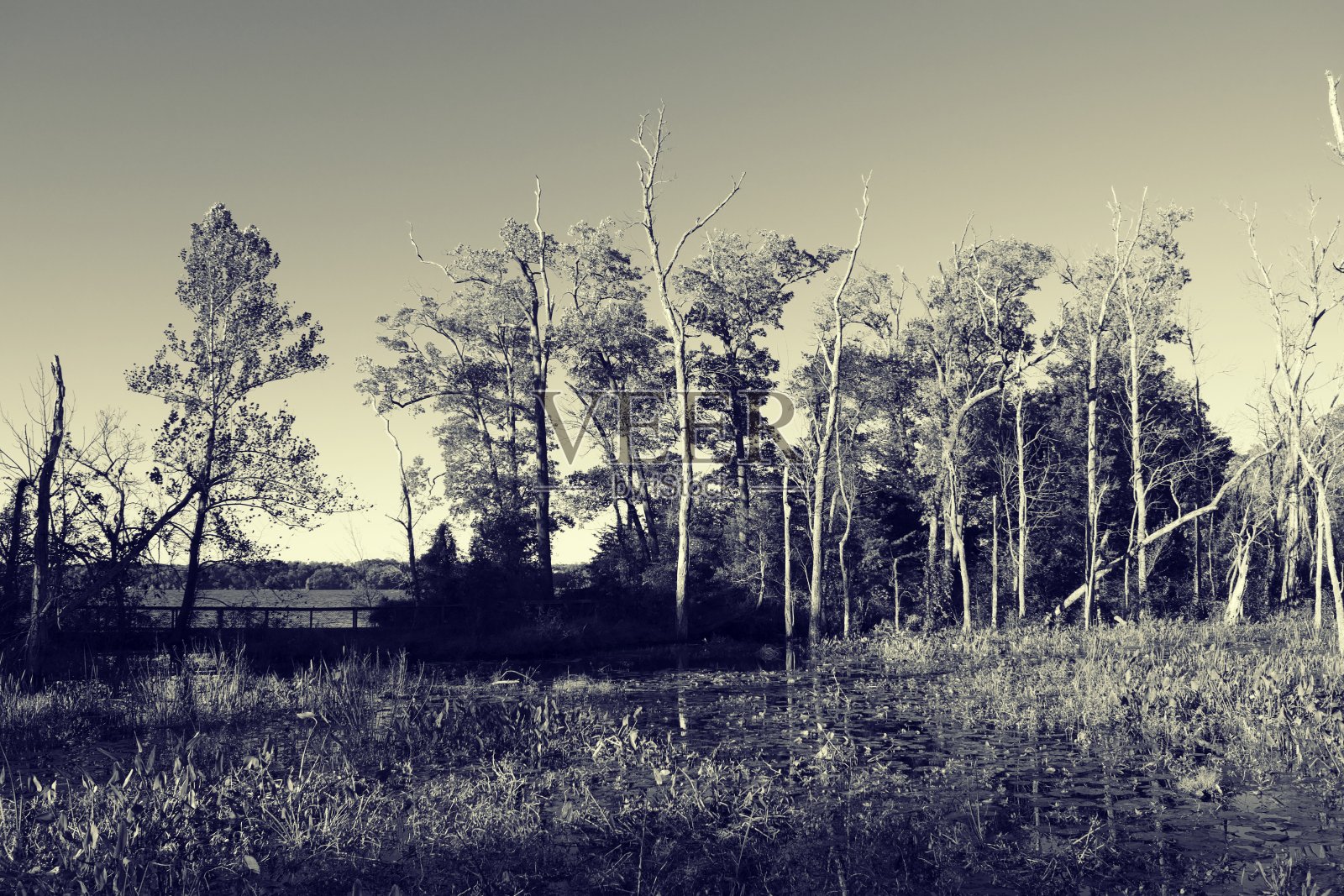 梅森颈州立公园的秋季或秋季树木，在黄金时间照片摄影图片