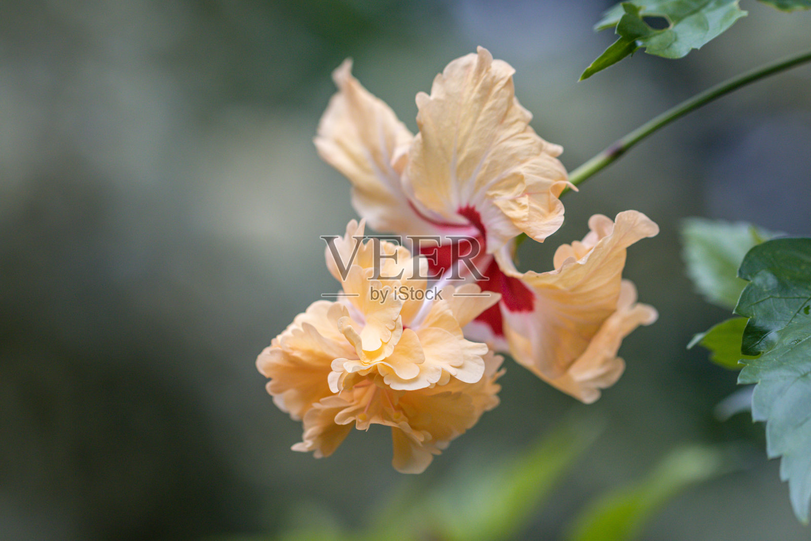花园里美丽的芙蓉花。芙蓉花又称中国木槿、中国月季、夏威夷木槿。照片摄影图片