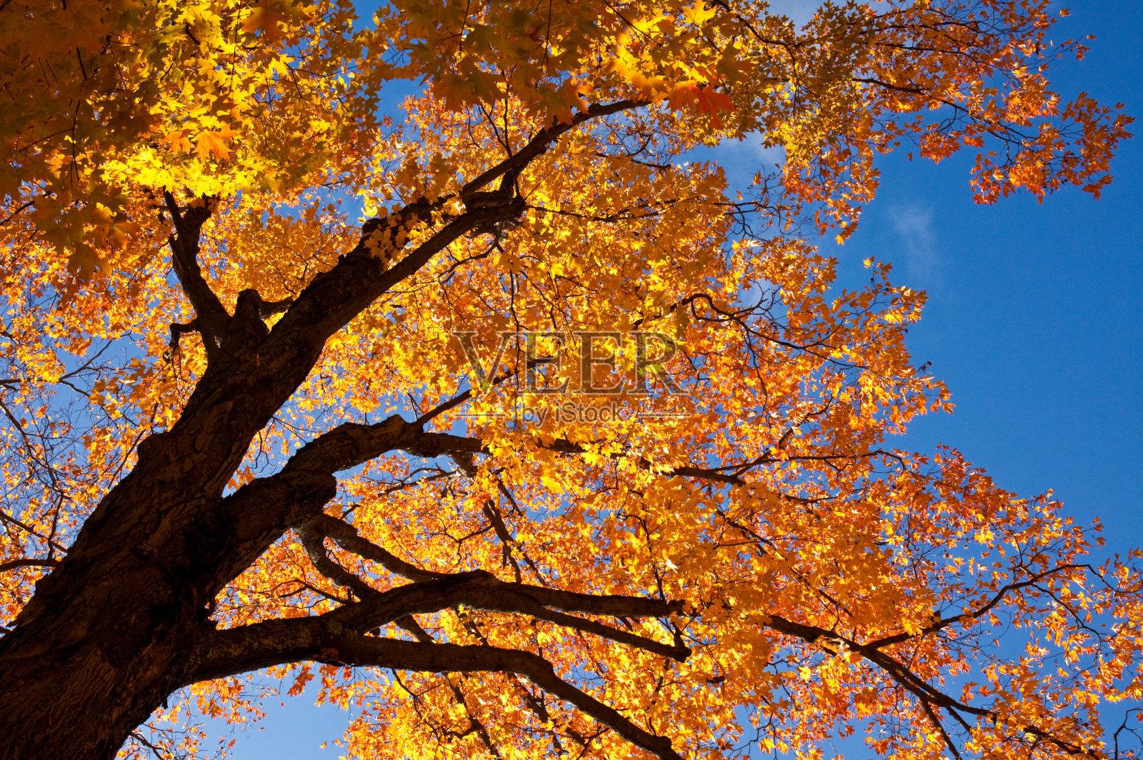 秋天的枫树照片摄影图片