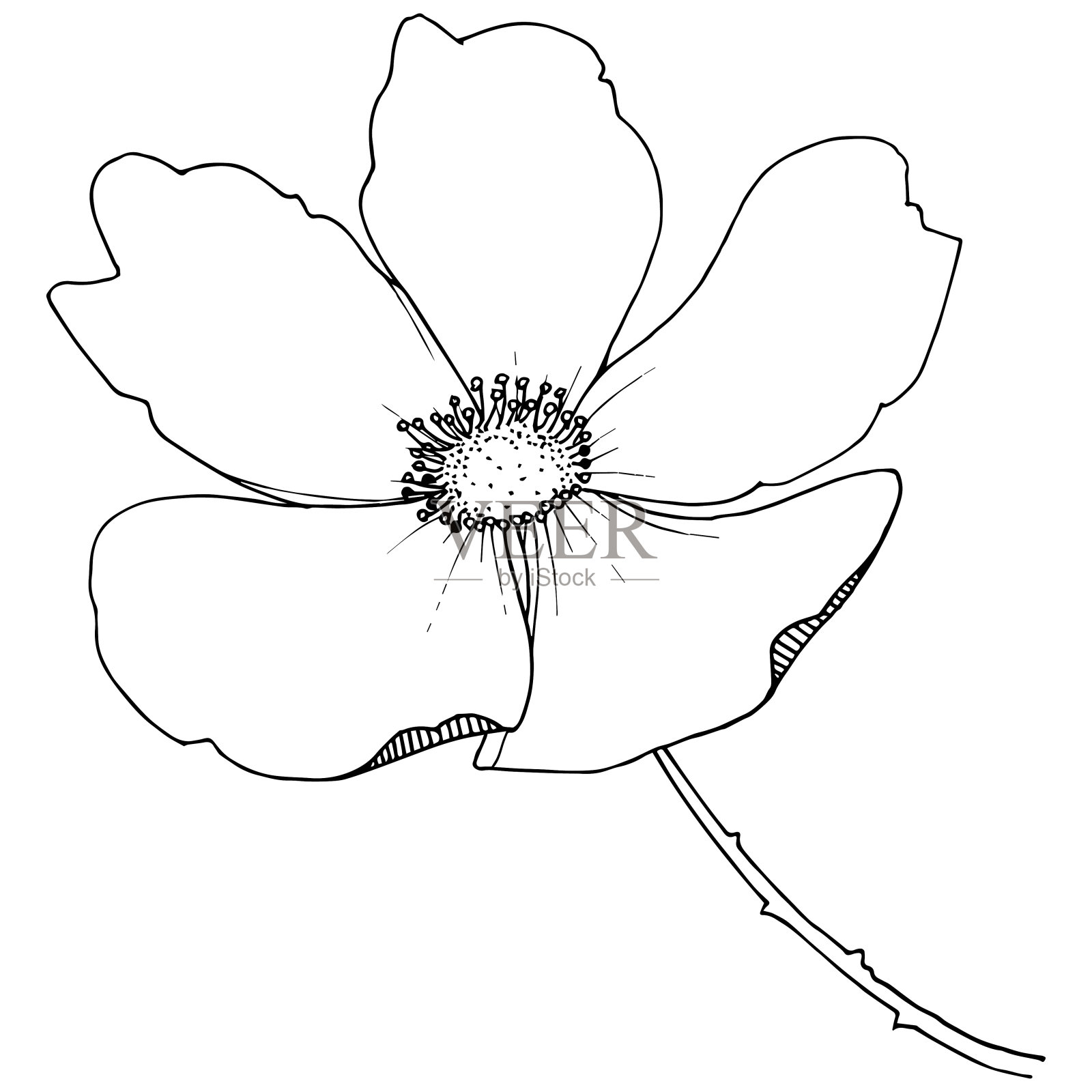 野玫瑰在一个载体风格孤立。插画图片素材