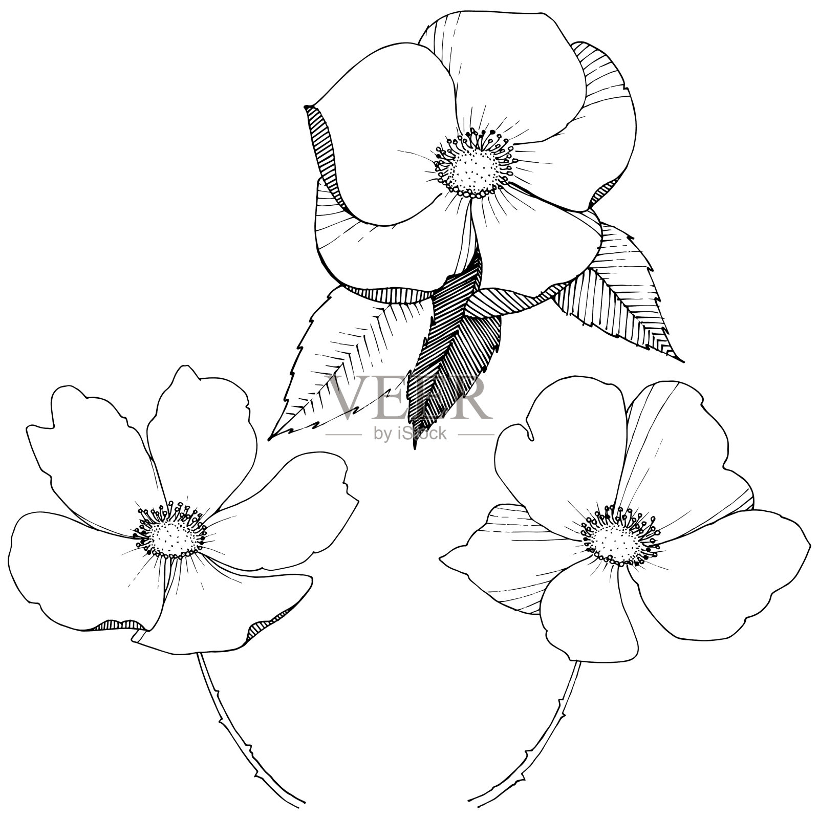 野玫瑰在一个载体风格孤立。插画图片素材