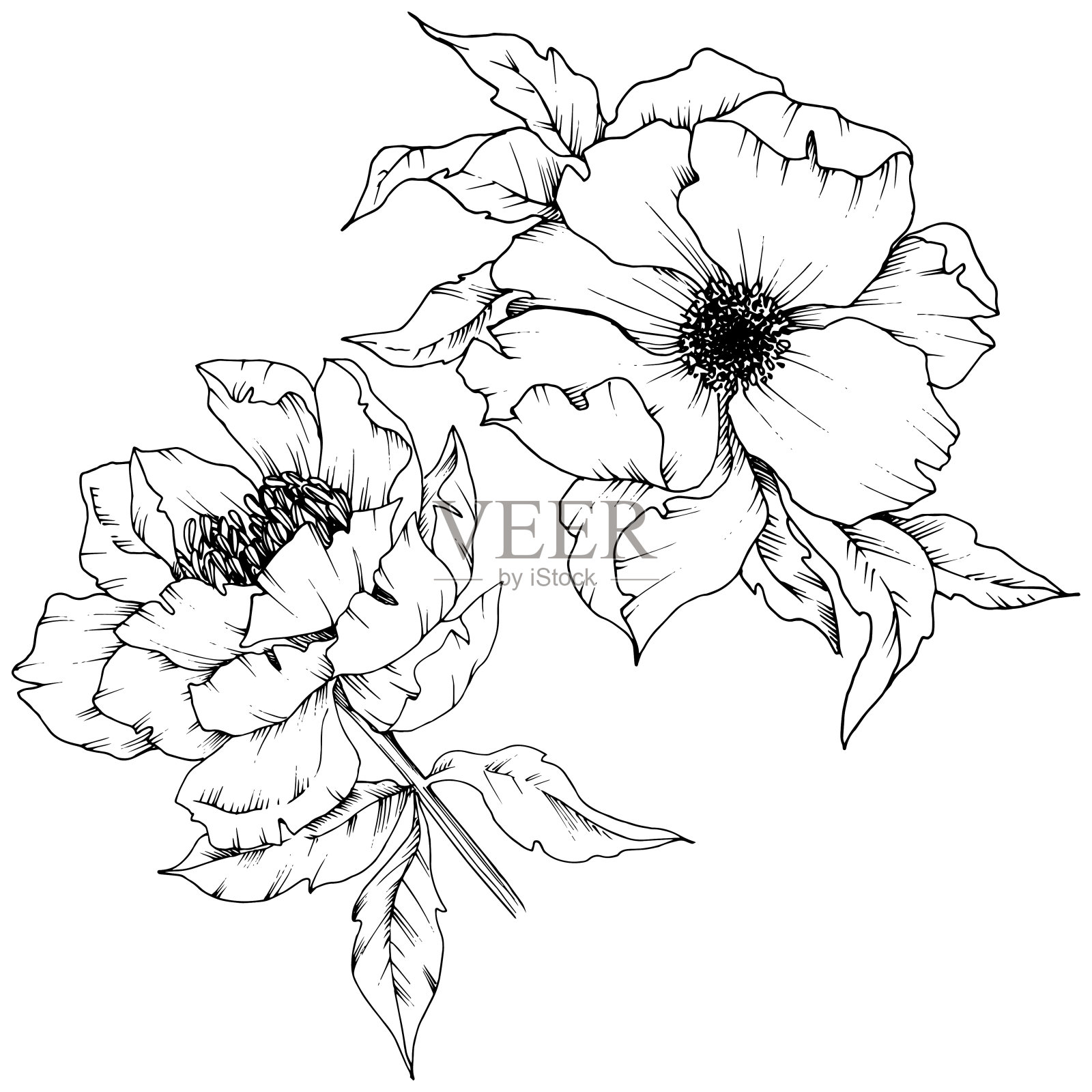 野花牡丹在一个矢量风格孤立。黑白篆刻水墨艺术。插画图片素材