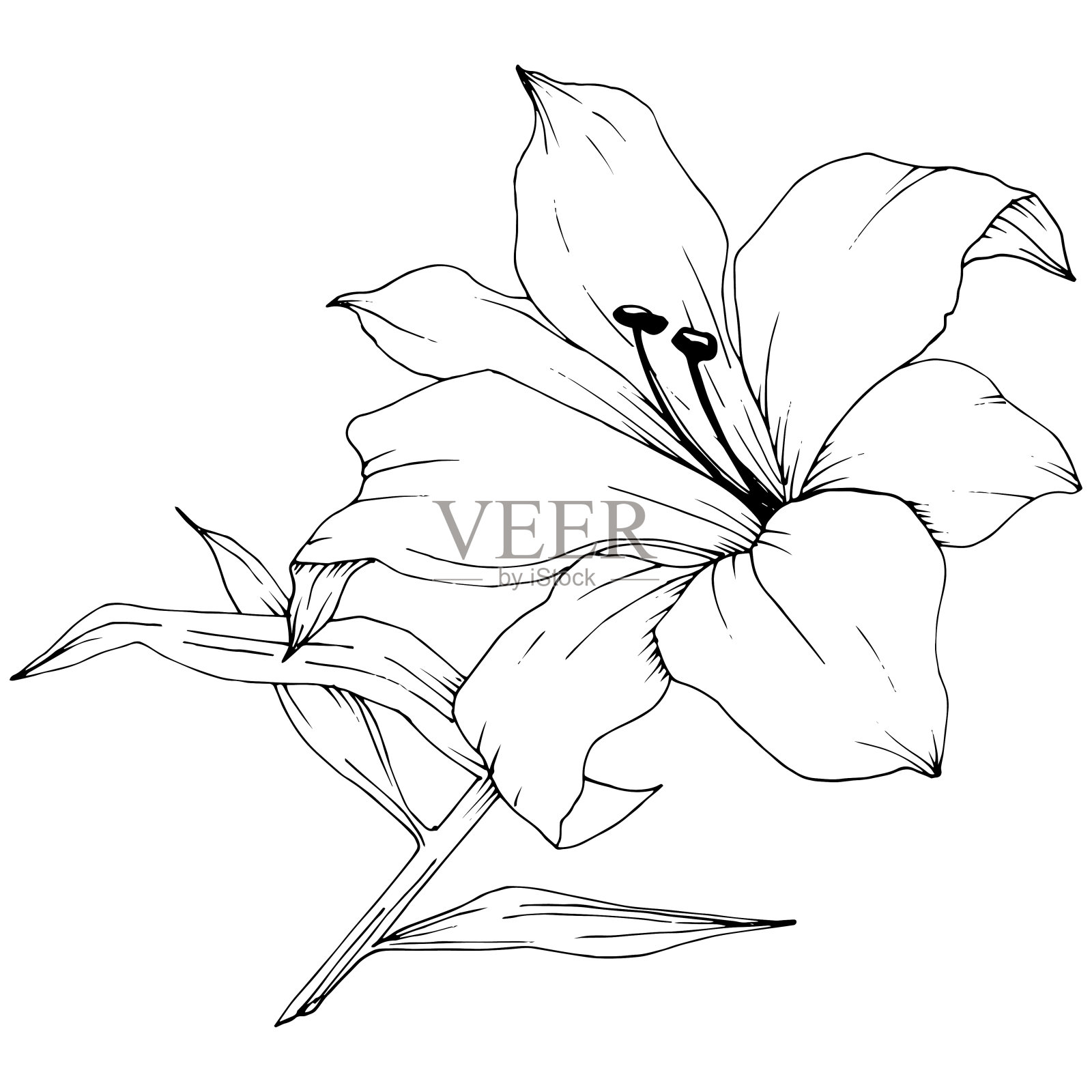 野花百合在一个矢量风格孤立。黑白篆刻水墨艺术。插画图片素材