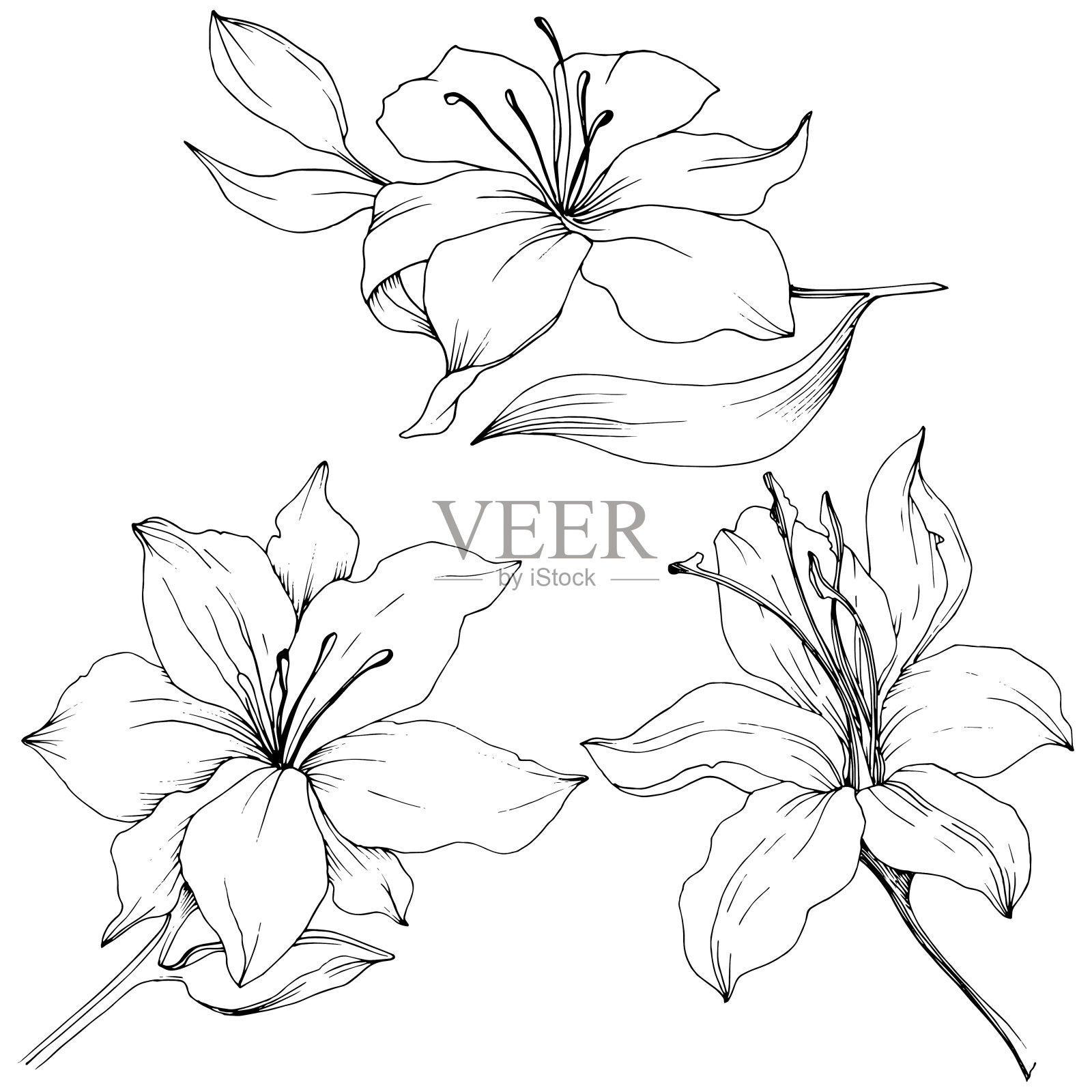 野花百合在一个矢量风格孤立。黑白篆刻水墨艺术。插画图片素材
