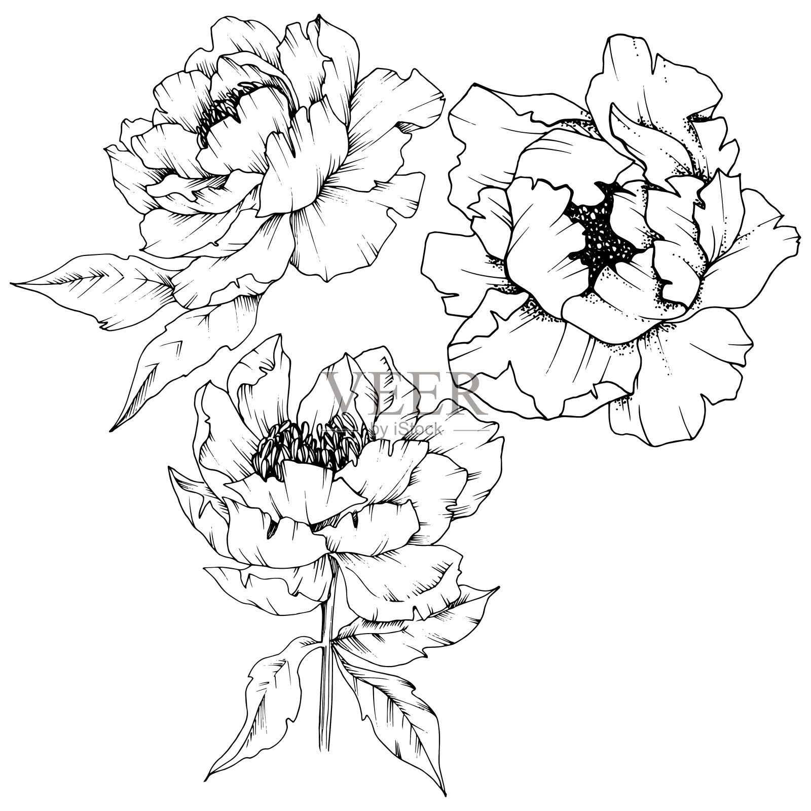 野花牡丹在一个矢量风格孤立。黑白篆刻水墨艺术。插画图片素材
