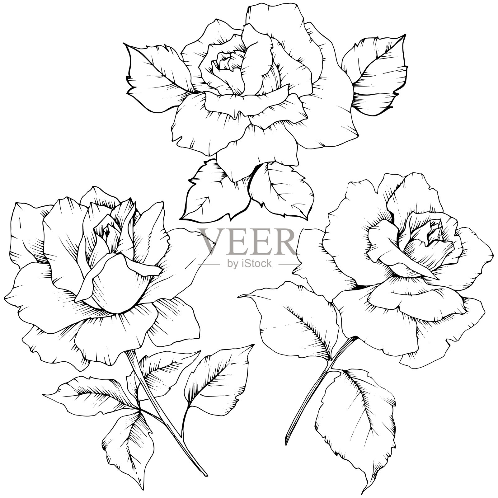 玫瑰花在一个矢量花柱孤立。插画图片素材