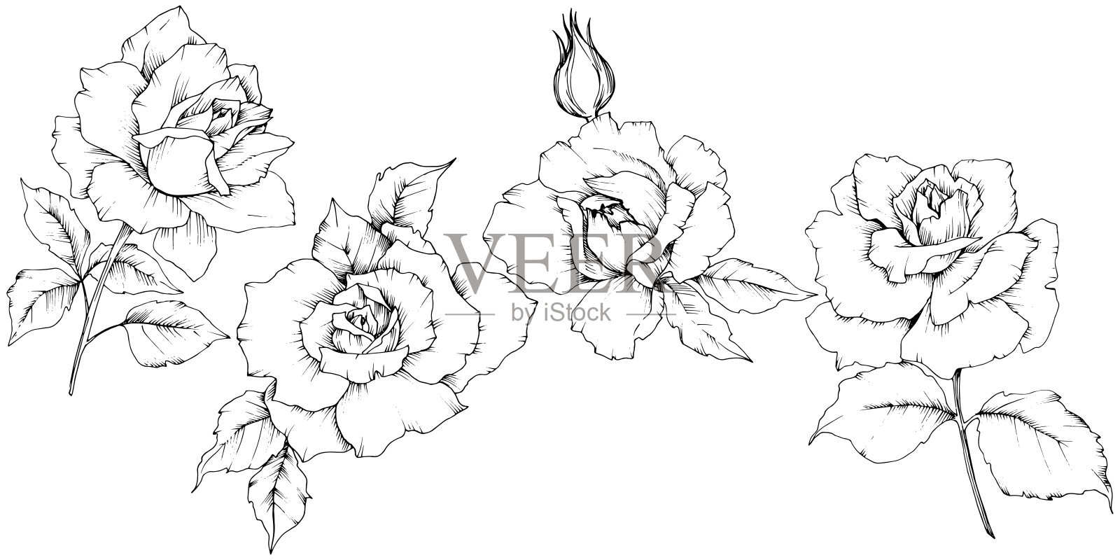 玫瑰花在一个矢量花柱孤立。插画图片素材