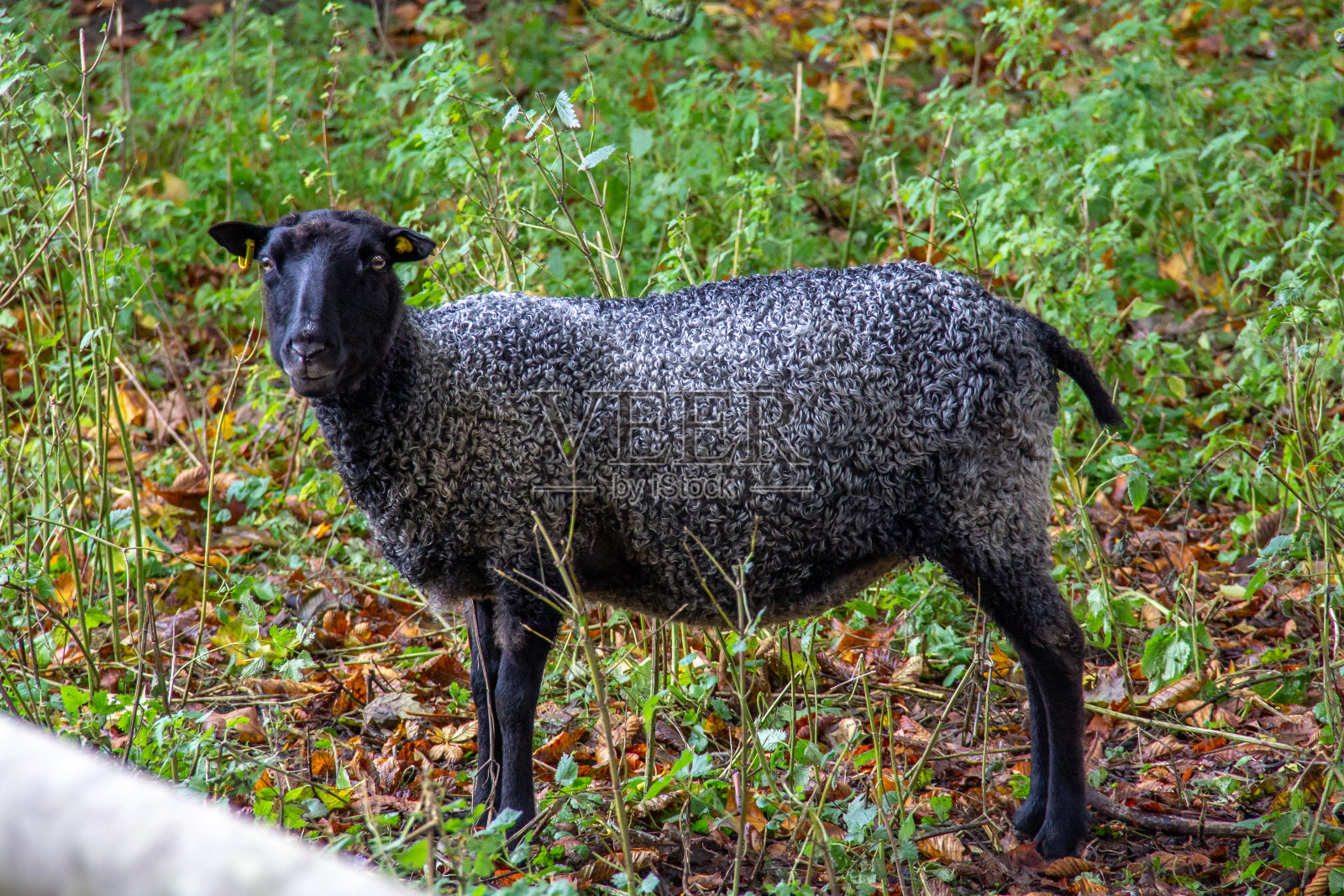 草原上的一只黑羊照片摄影图片