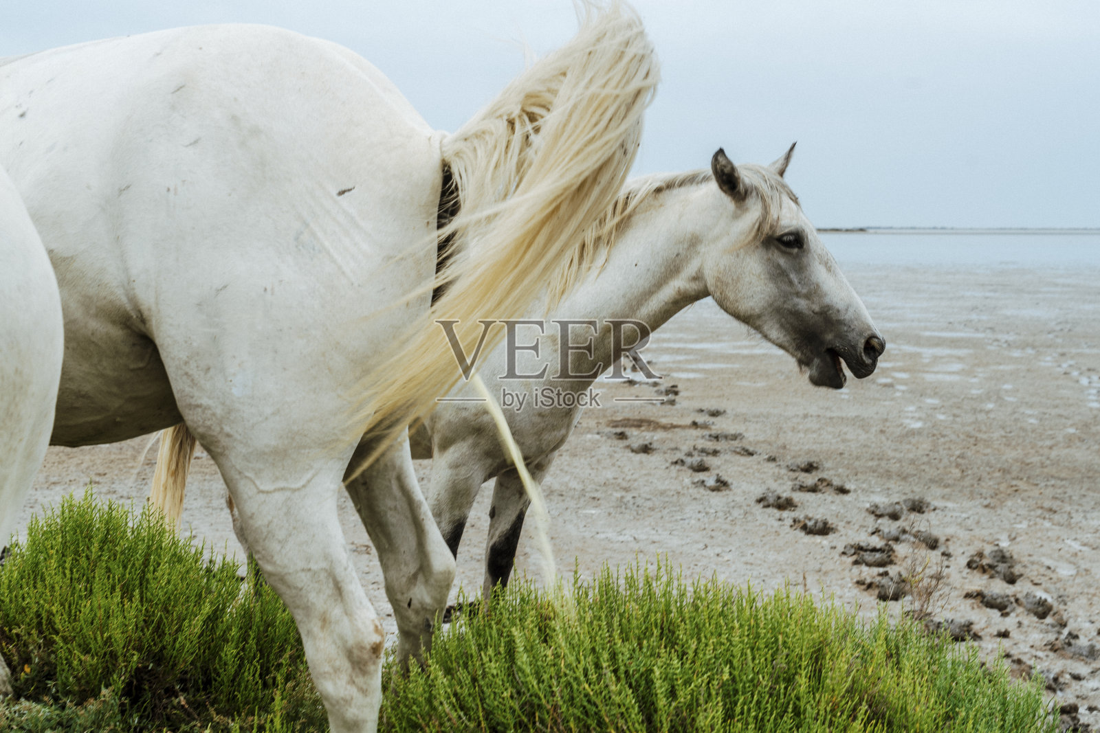 普罗旺斯的野马撒尿照片摄影图片