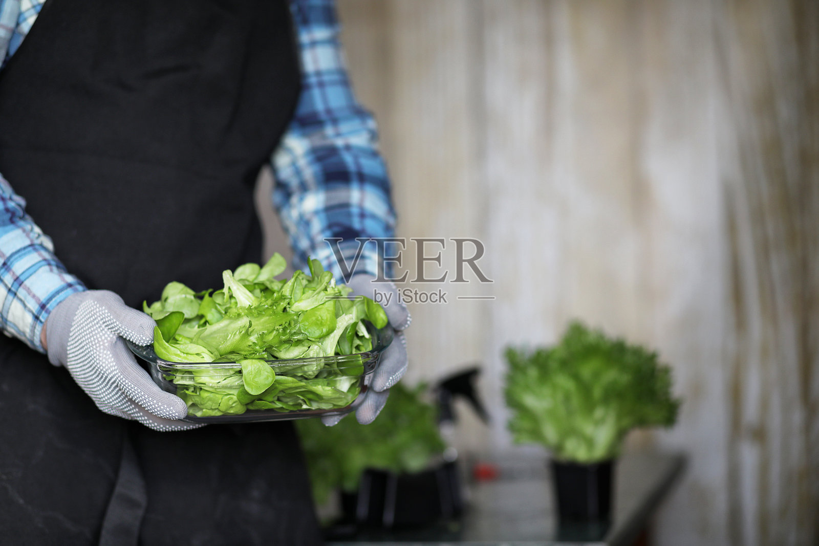 穿着围裙和手套的男人端着一碗新鲜的绿色沙拉照片摄影图片