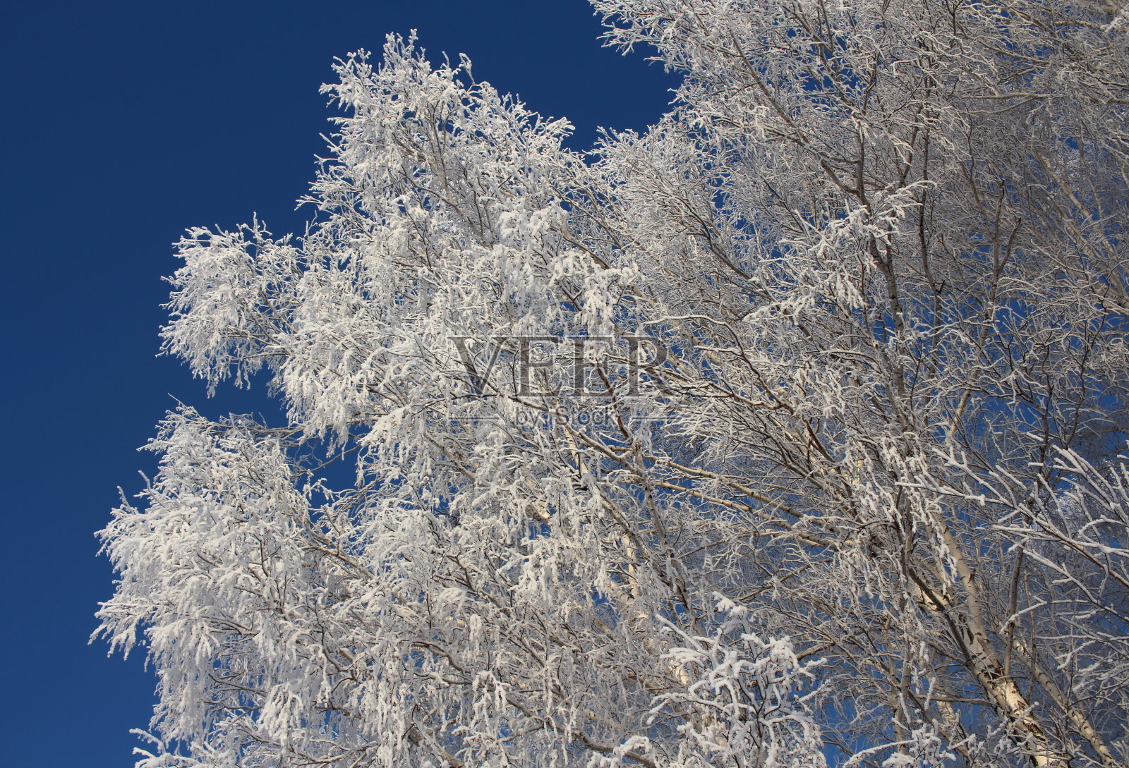 美丽的俄罗斯冬季白桦林在西伯利亚的雪堆景观照片摄影图片