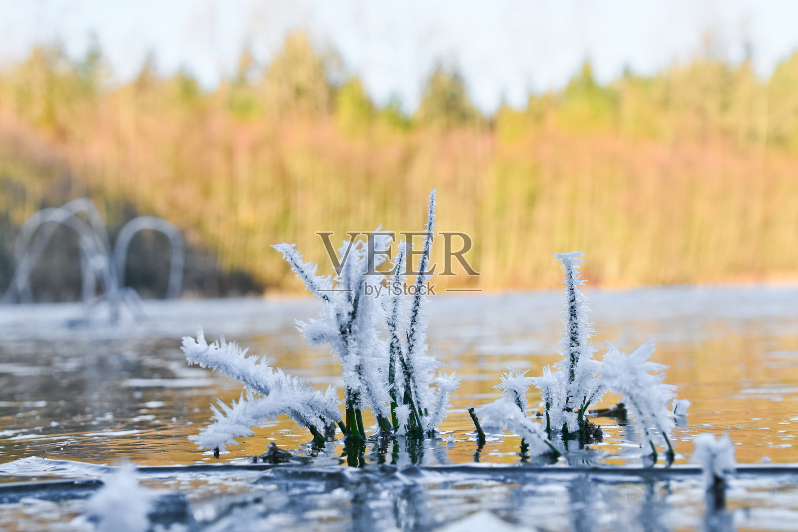 早上在绿色木材地区公园，萨里，BC照片摄影图片