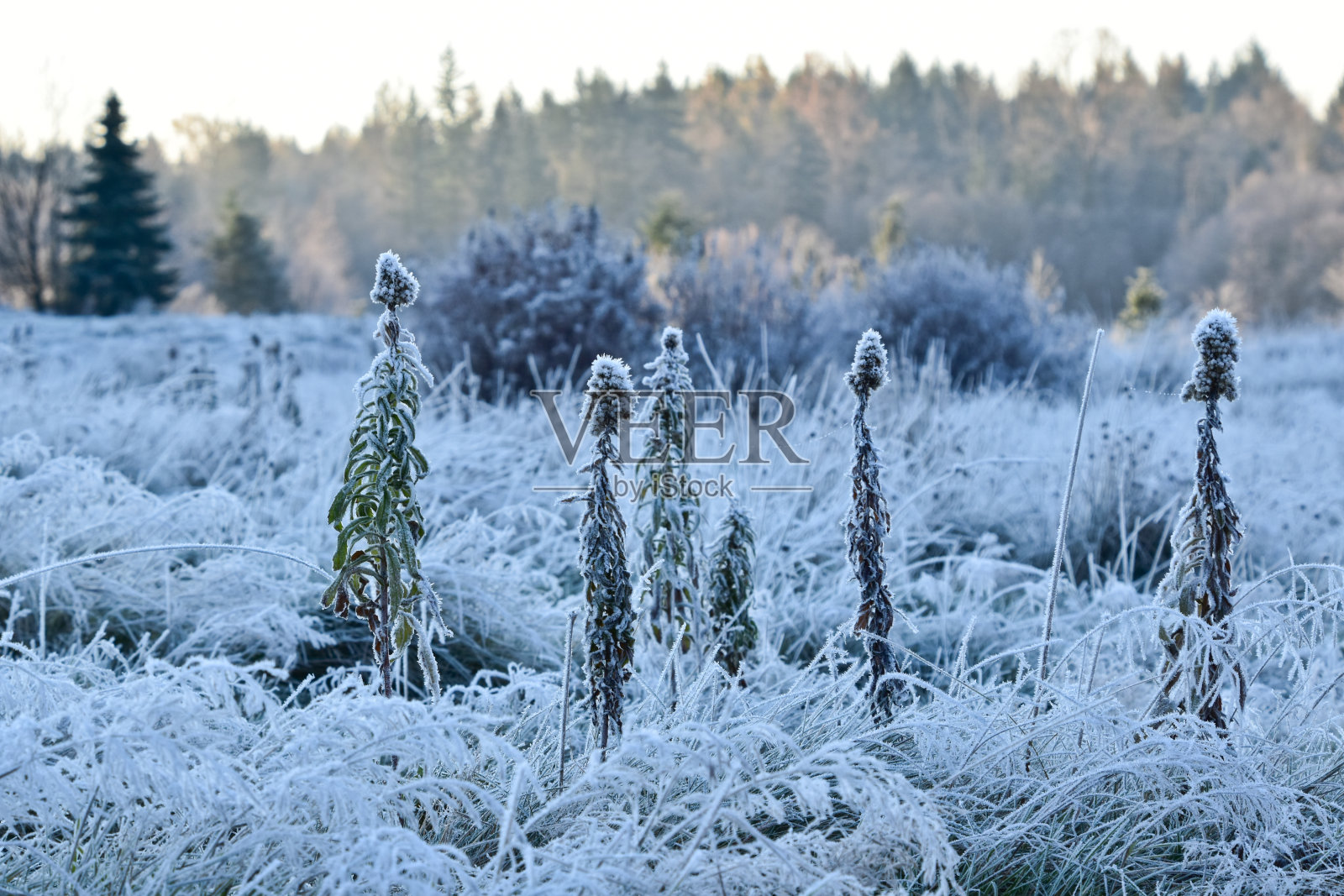 早上在绿色木材地区公园，萨里，BC照片摄影图片
