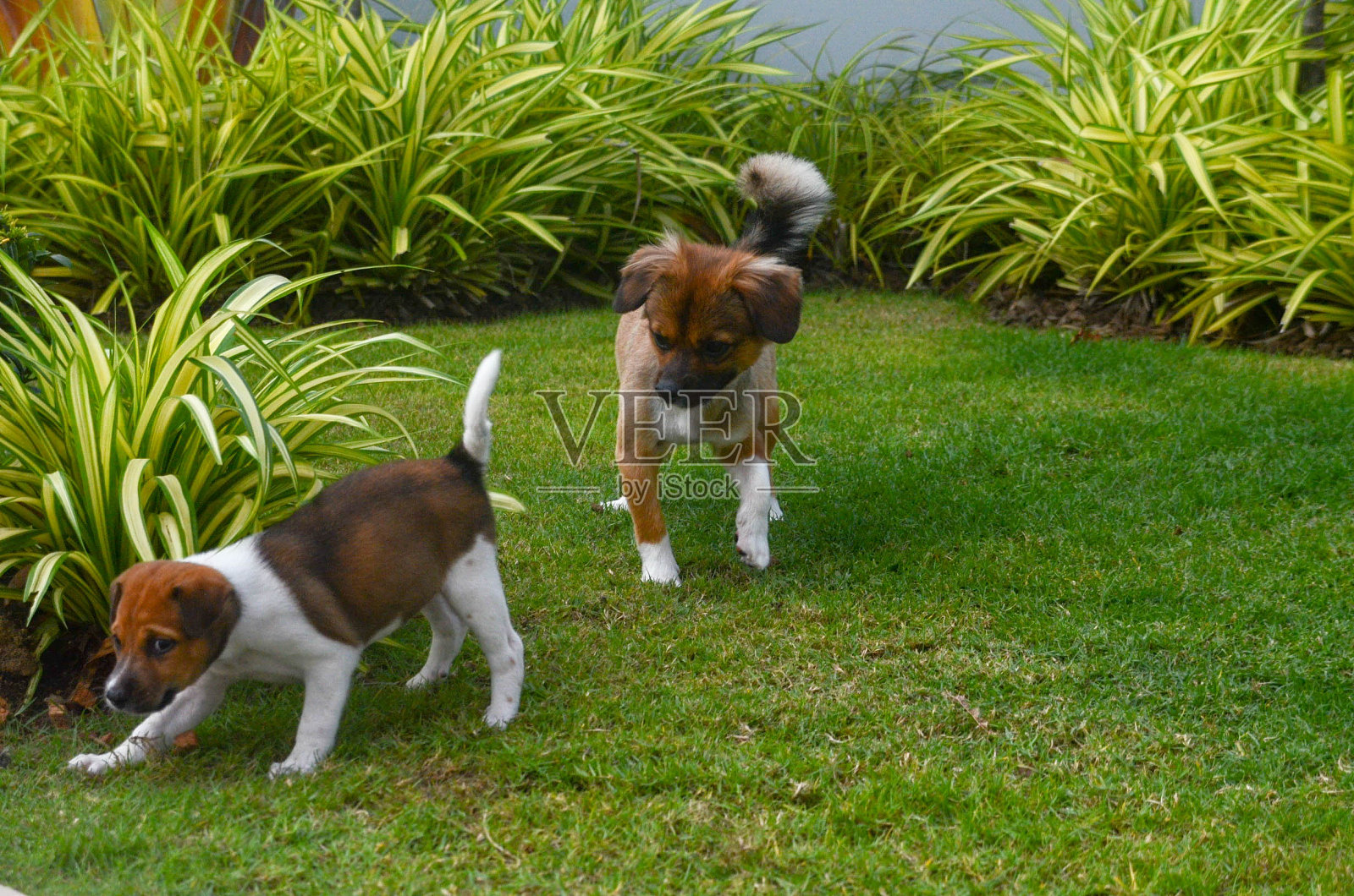 活跃的非特定品种的狗在绿色草地上玩耍。照片摄影图片