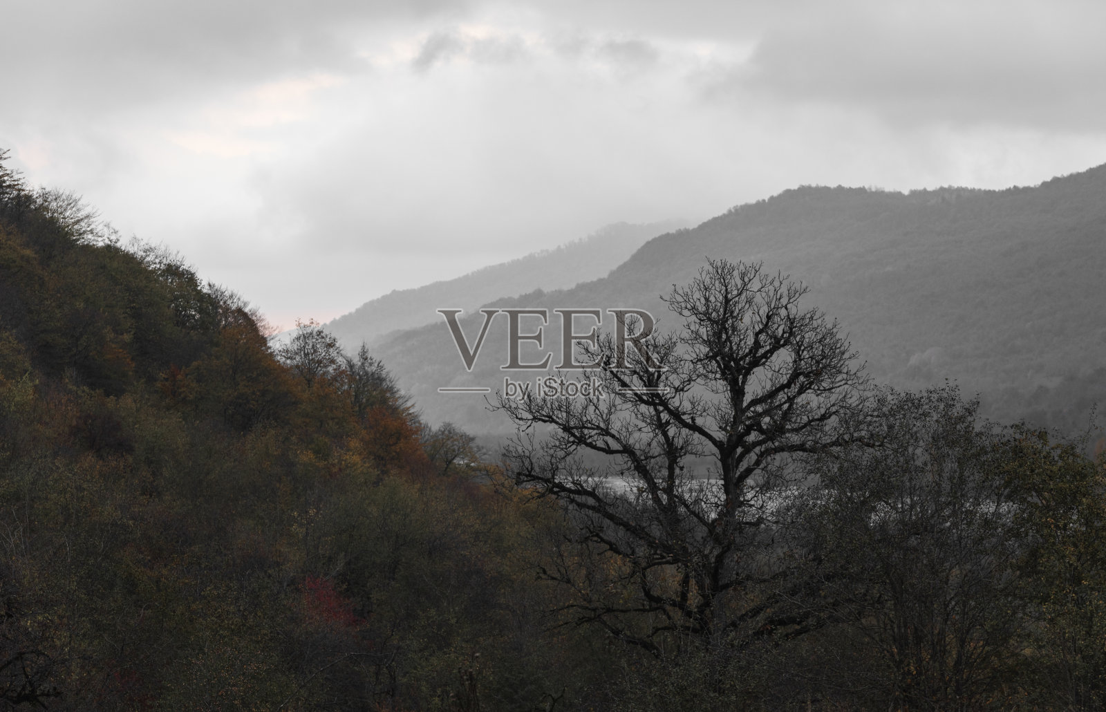 阴天山坡上的光秃秃的树照片摄影图片